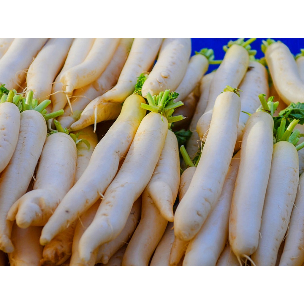 (60 SEEDS) RADISH-LABANOS SEEDS/SINANDOK VARIETY/FOR PLATING/HYBRID ...