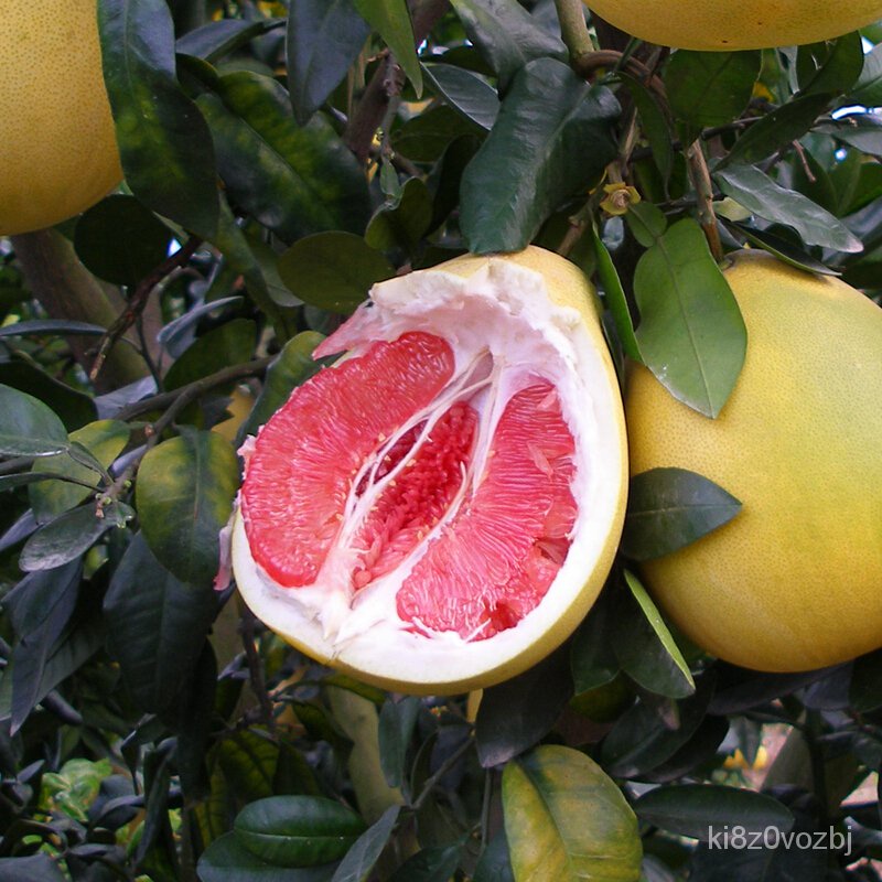 Grafted grapefruit tree seedlings red heart honey pomelo three red