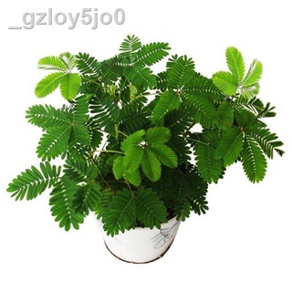☞Mimosa seeds balcony potted plants induction grass flower spring and ...