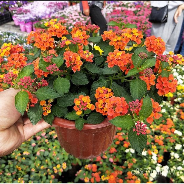 Graines Lantana Camara - 50 Graines - Fleurs Multicolores Vivaces - Pour Jardin Ou Bonsaï - Rare
