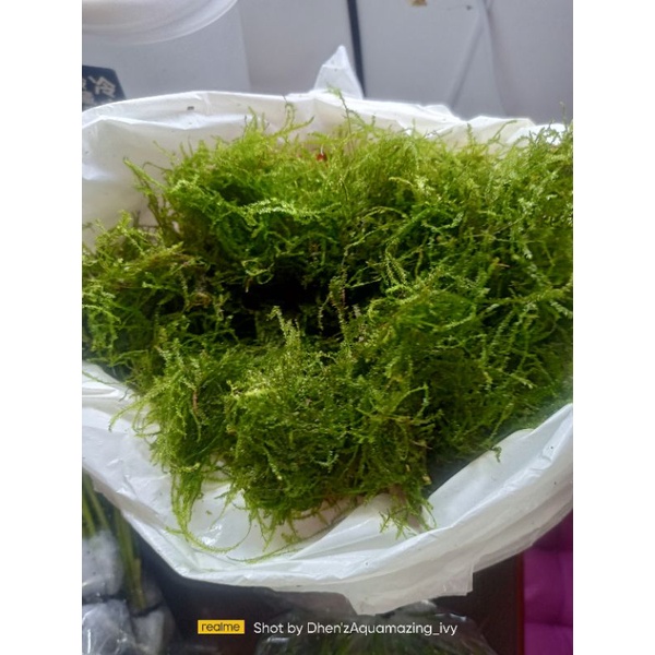 java moss (lowtech moss) | Shopee Philippines