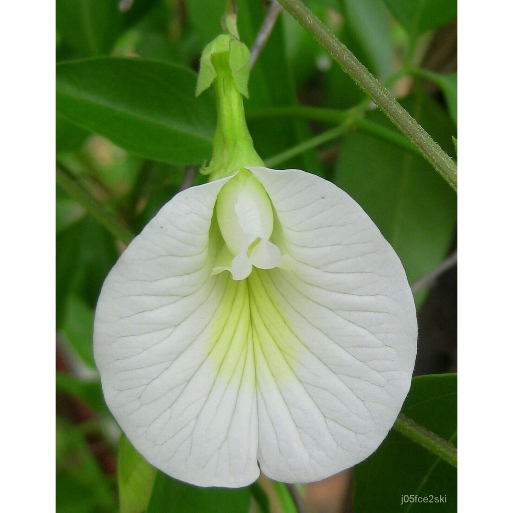 Guaranteed germination rate White Butterfly Pea Clitoria ternatea 10