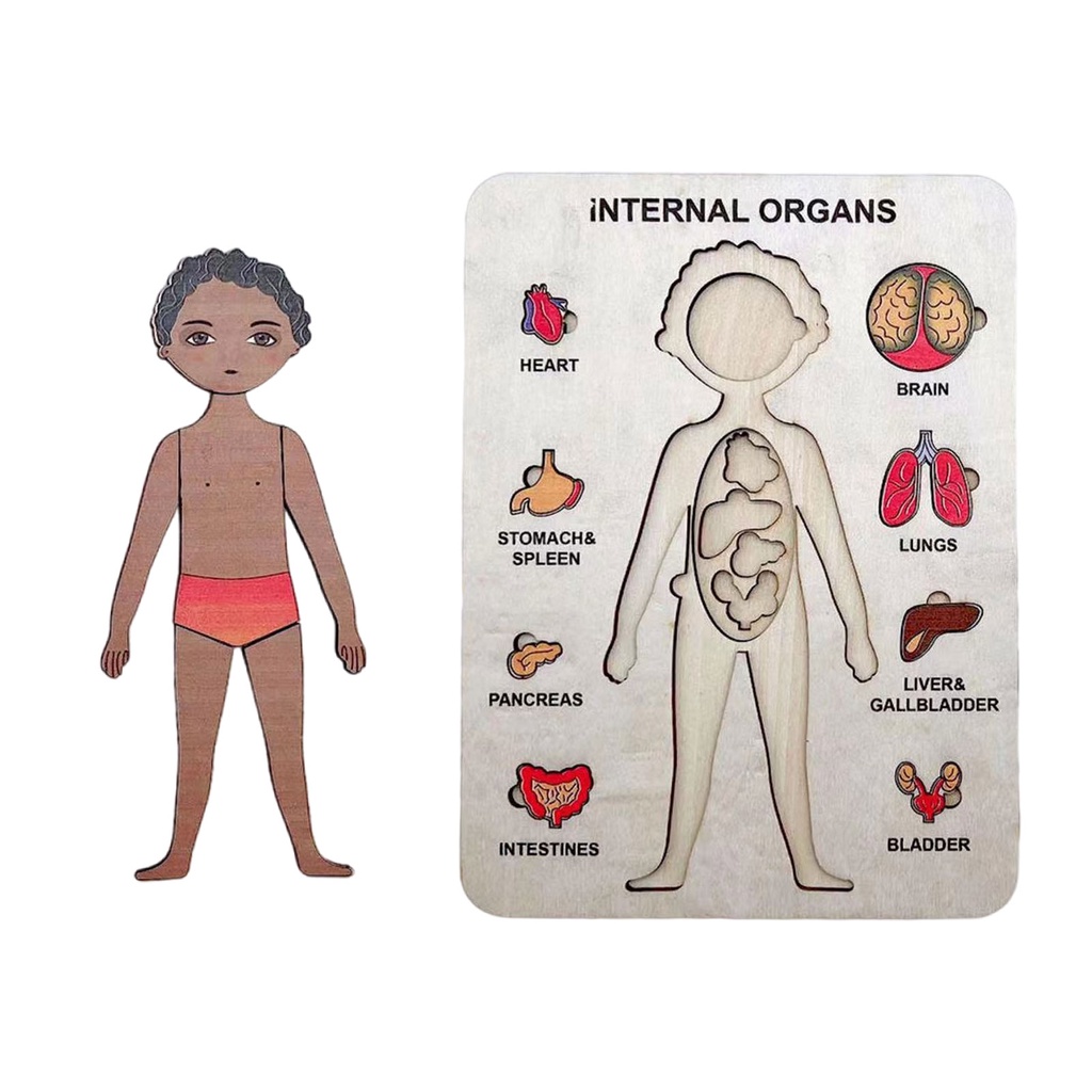 Human Body Model Puzzle For Toddlers Boy Body Parts Organs Muscles Toy ...