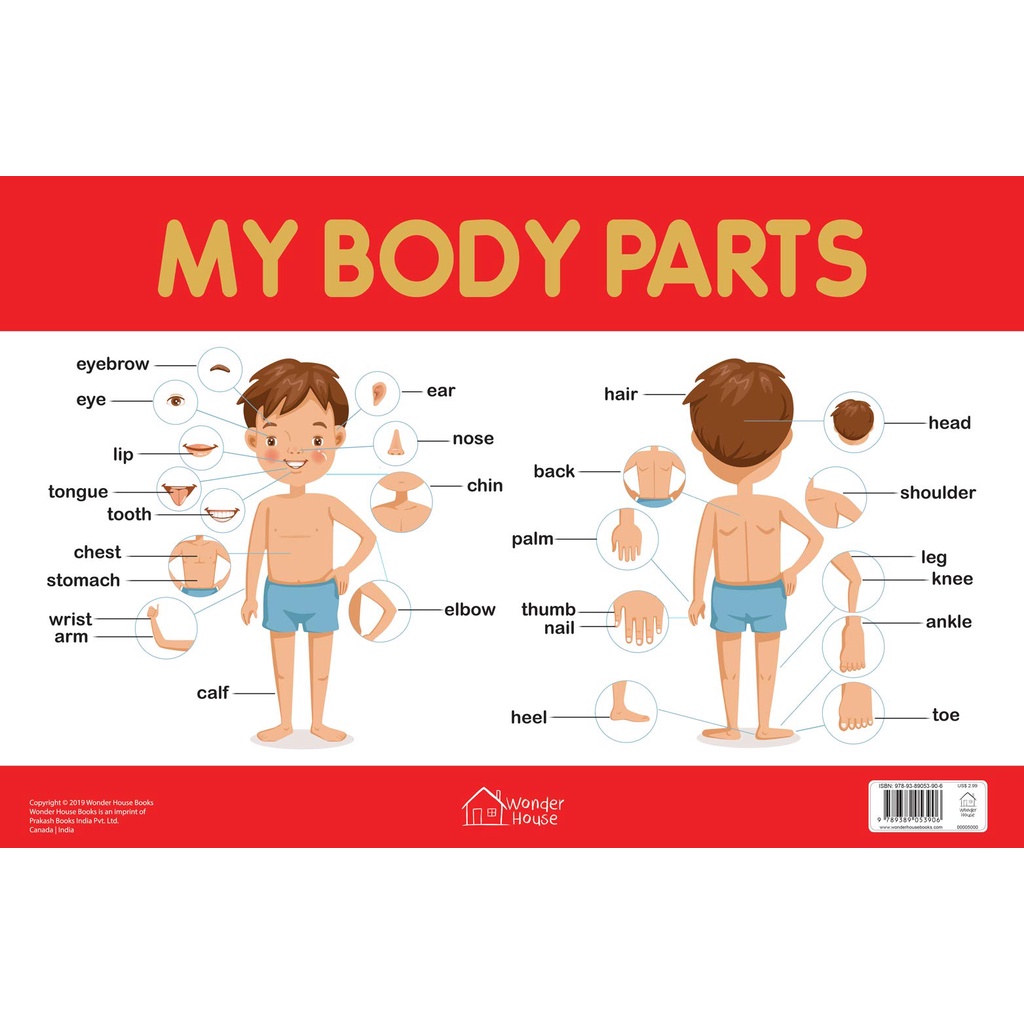 A4 LAMINATED EDUCATIONAL WALL CHARTS for KIDS LEARNING MATERIALS BODY ...