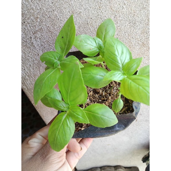 Live Sweet Basil plant available for sale Shopee Philippines