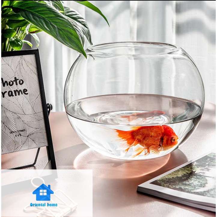 Multiple Size Choices Fish Bowl Glass Vase Decor Globe Flower Vases   80396b7e0b075bf010bfc62503a7c563