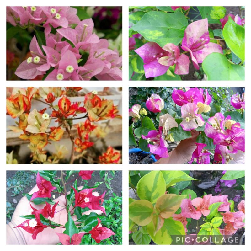 TOP RARE SET SUFIA INDIANA AND 5 MORE VARIETIES BOUGAINVILLEA CUTTINGS ...