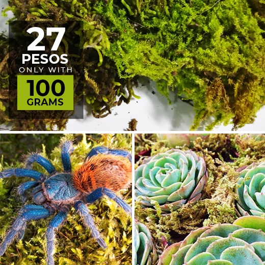 natural dried moss tarantula substrate terrarium enclosure 100 grams