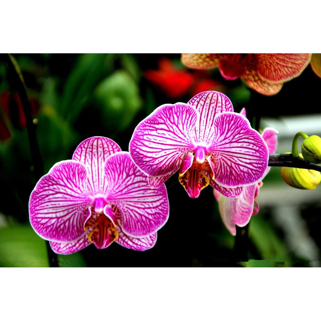 spot seeds100pcss Sky Blue Phalaenopsis Orchid ready to germinate seeds