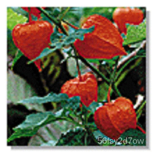 Guaranteed germination rate PHYSALLIS UNIQUE CHINESE LANTERN FLOWER