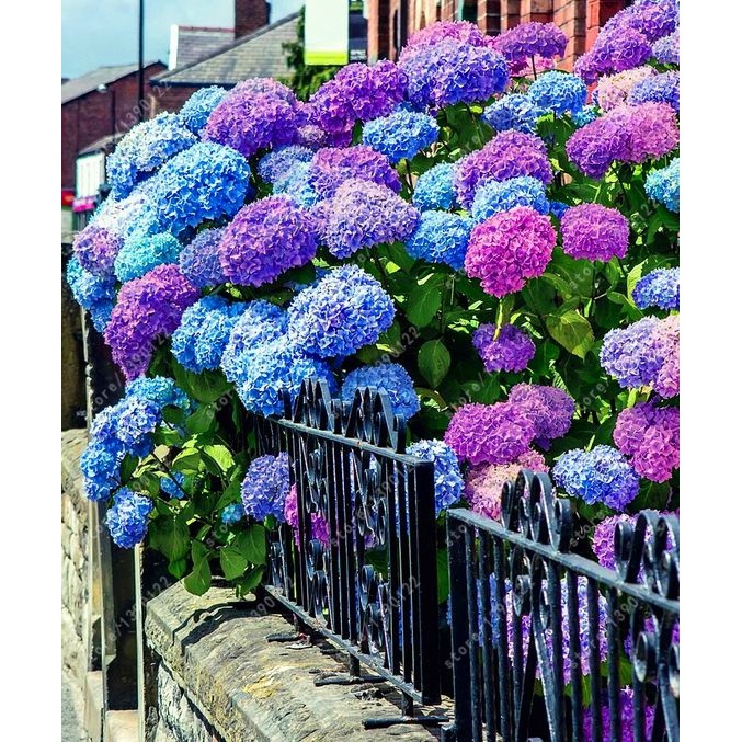 20 pcs/Pack Hydrangea Seed Bonsai Flower Seeds Hydrangea Perennial