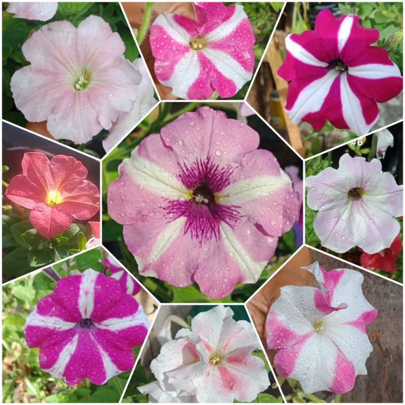 Petunia 200+ assorted RARE seeds | Shopee Philippines