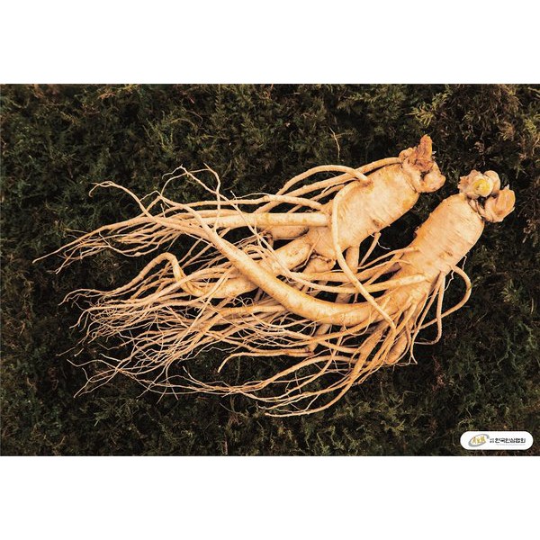 Korean Ginseng Root Dried And Fresh Korean Ginseng Roots Shopee Philippines