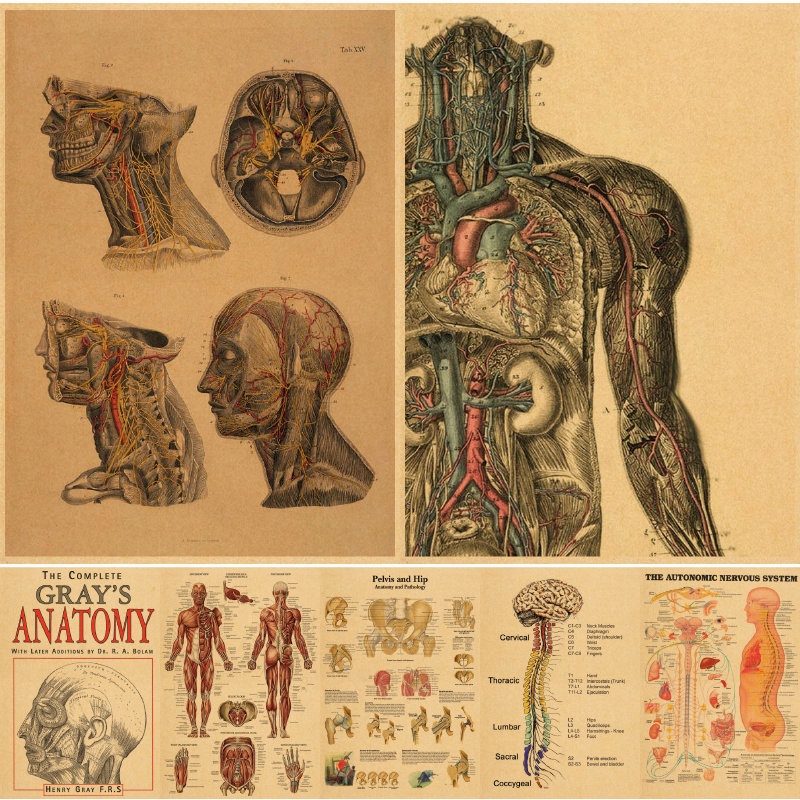 Anatomy and Physiology Posters Retro Kraft Paper Vintage Room Home Bar ...