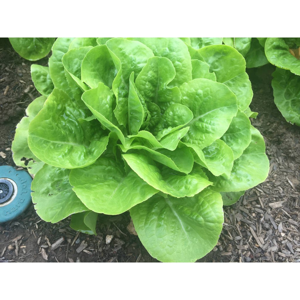 butterhead romaine lettuce red green freckles buttercrunch vegetable