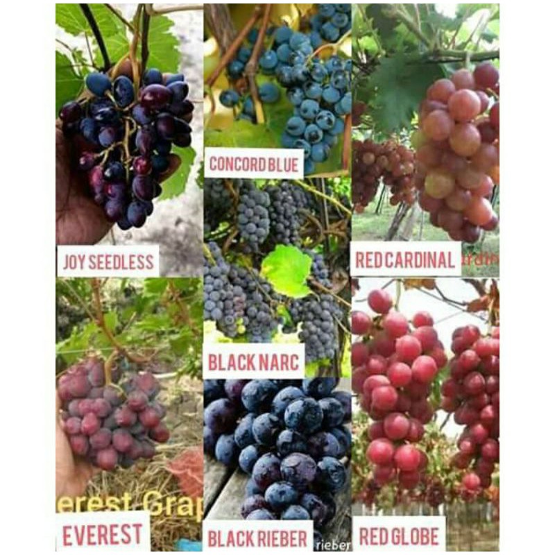 GRAPES CUTTINGS (RARE) | Shopee Philippines