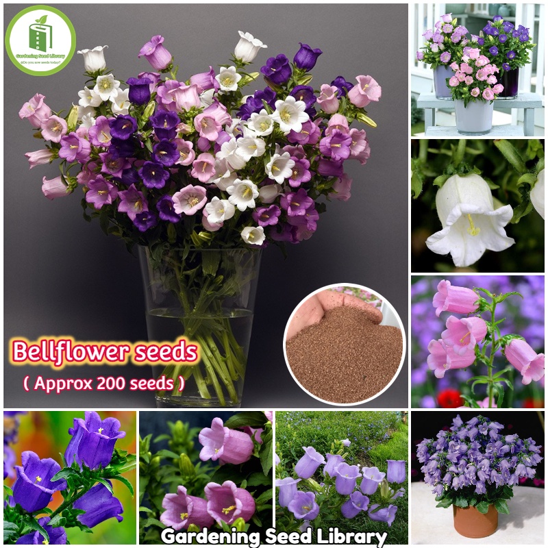 Easy to grow...Assorted Flower Seeds Campanula Persicifolia Bellflower