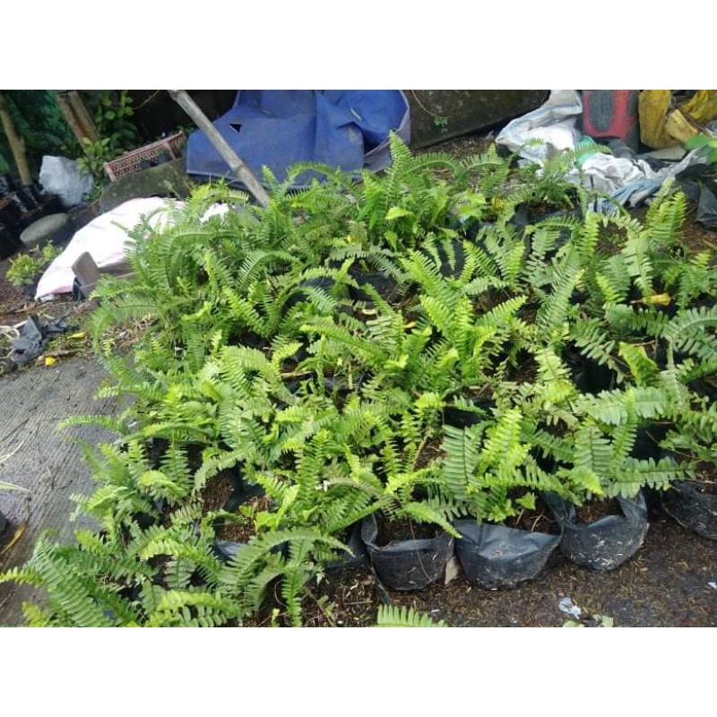 Shop pako plant for Sale on Shopee Philippines