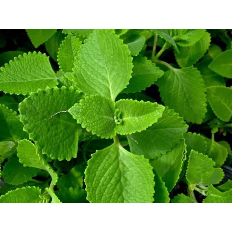 Oregano fresh leaves(25pieces) Shopee Philippines