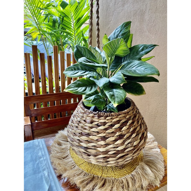 BANGKUANBAKBAK BULGING PLANTER Shopee Philippines
