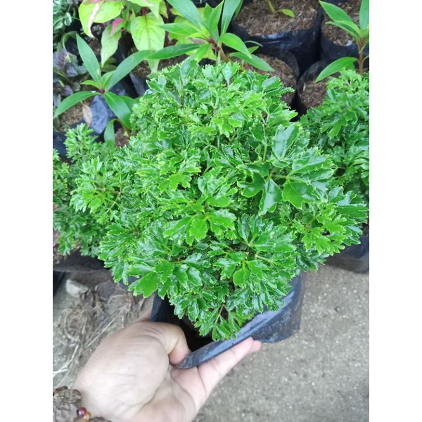 Green Papua/Kalipay in seed ling bag | Shopee Philippines