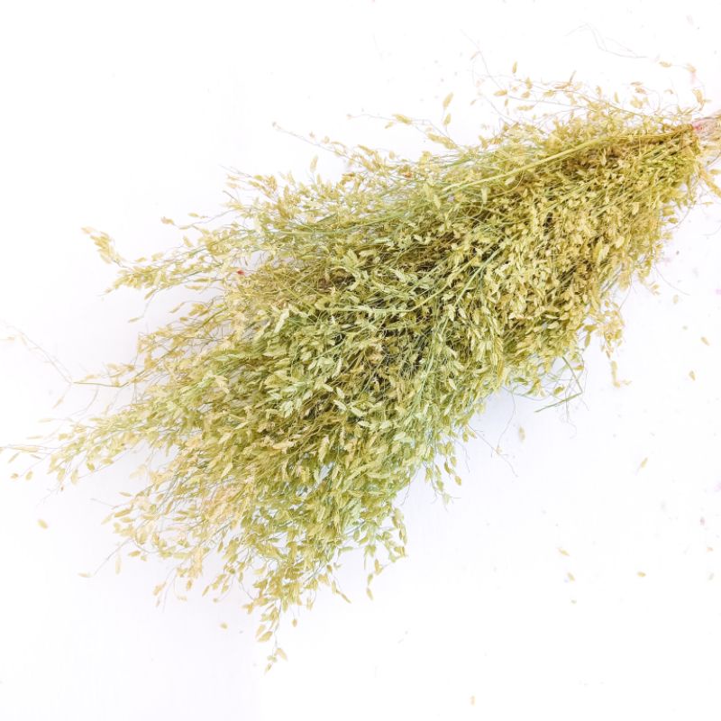 Dried Misty Rice Grass Flower | Shopee Philippines