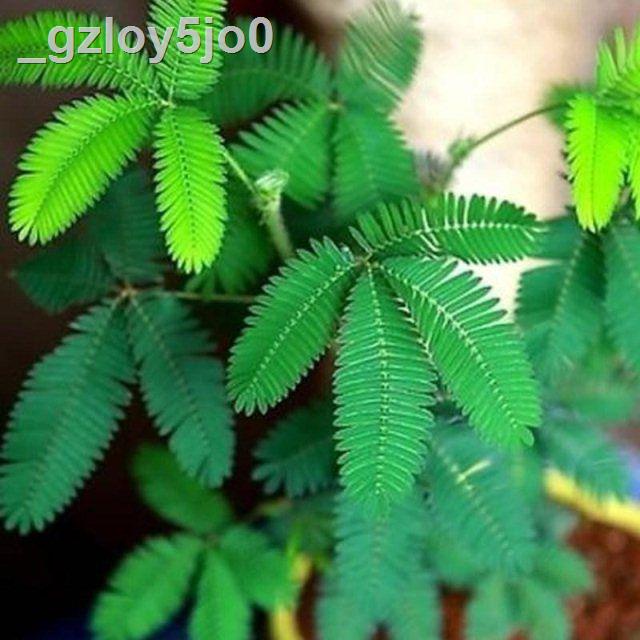 ☞Mimosa seeds balcony potted plants induction grass flower spring and ...