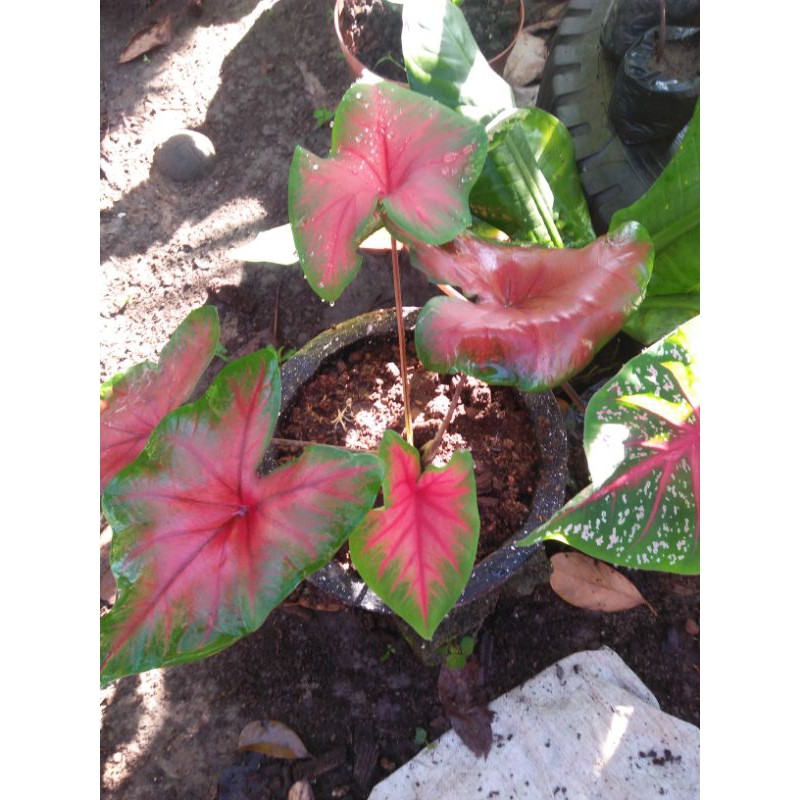 Caladium sold per bulb Shopee Philippines