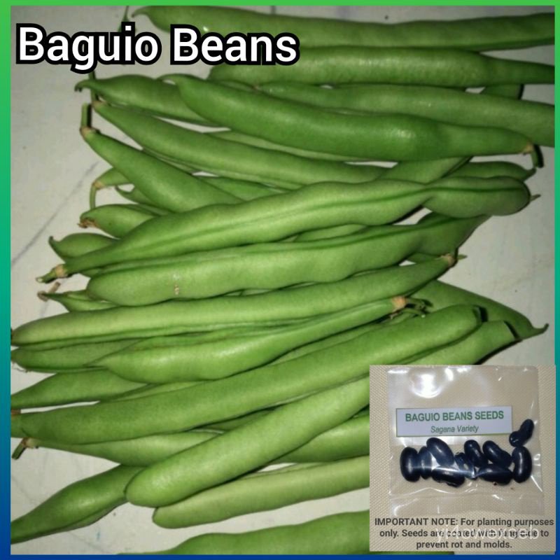 Factory price BAGUIO BEANS SEEDS ( Sagana Variety) Shopee Philippines