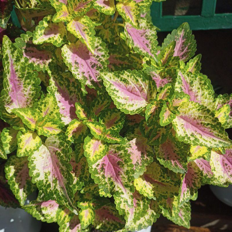 Coleus / Mayana / Plants rare to top rare ( buy 5pcs get free 2 pcs