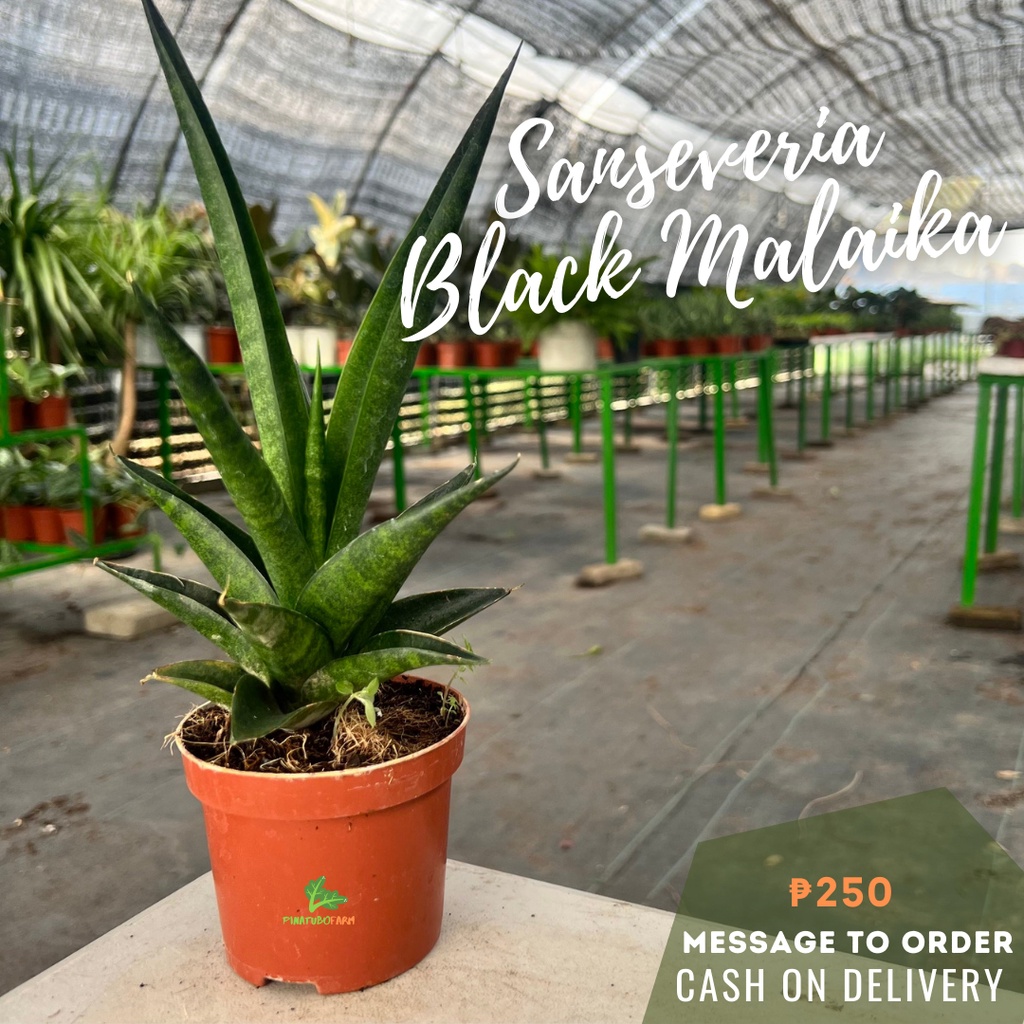 PinaTUBO Farm Sanseveria Black Malaika for Indoor Outdoor Garden ...