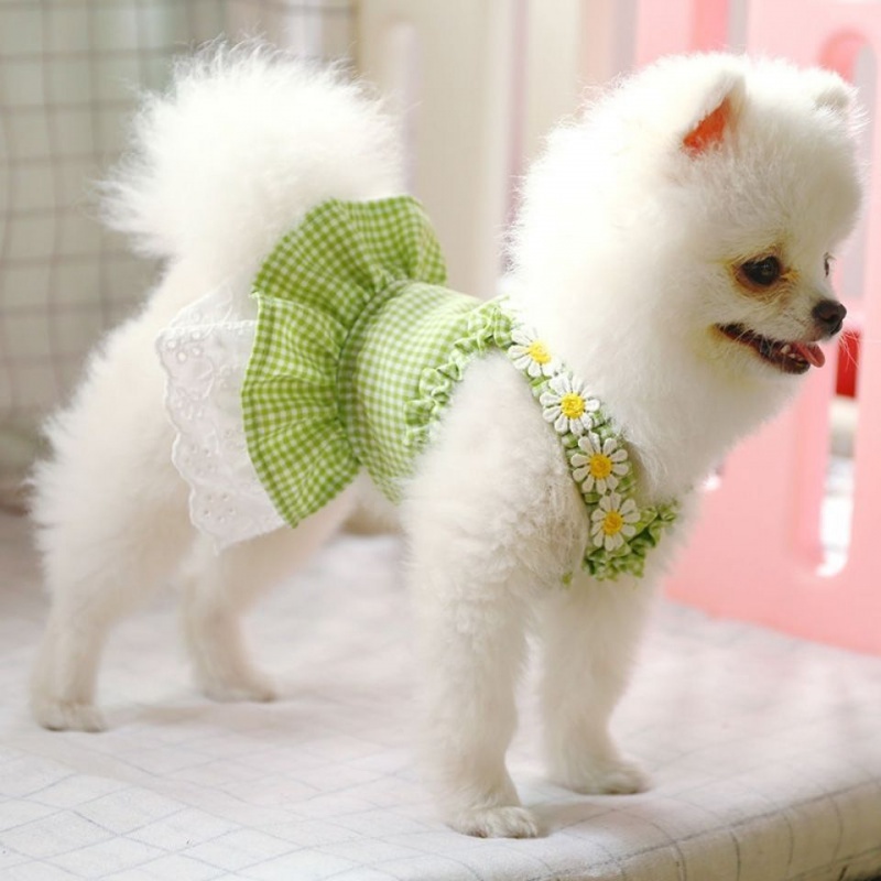 Pomeranian dress clearance