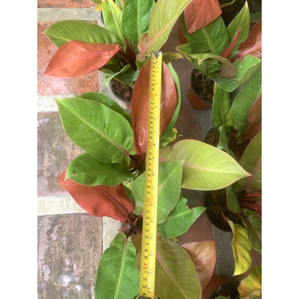 10 in snake plant Snake Plant, Black Coral 10"