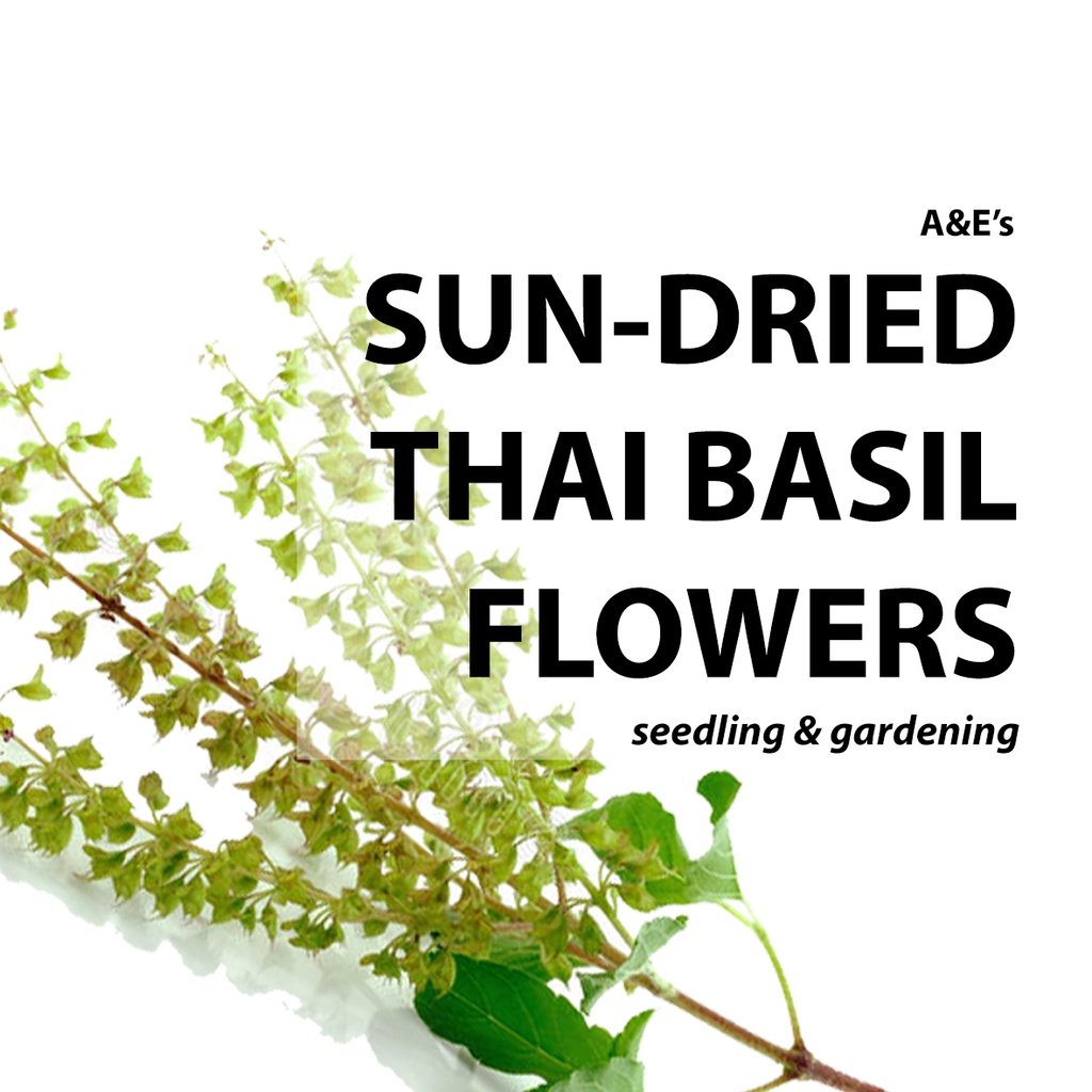 Sun Dried Thai Basil Flowers Seedlings Gardening Shopee