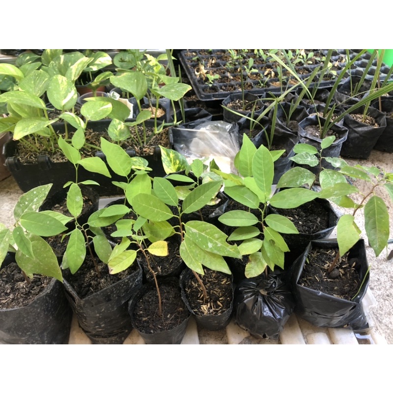 Buy 1 Take 1 LIVE Native Atis seedling / Sugar apple NCR & CENTRAL ...