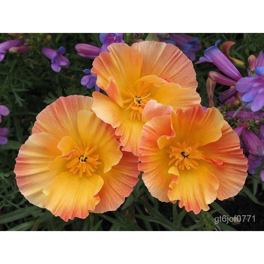 Guaranteed germination rate 40+ APRICOT CHIFFON THAI SILK POPPY FLOWER