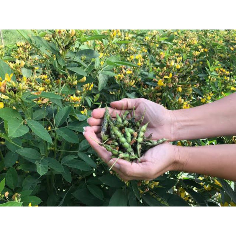 Pigeon Peas Seeds (30Pcs Per Pack) Shopee Philippines