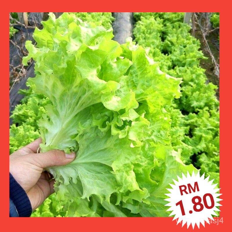 Biji Benih Salad Kaca Glass Lettuce Seeds Iceberg Lettuce Seeds Vagetable Seeds Seed