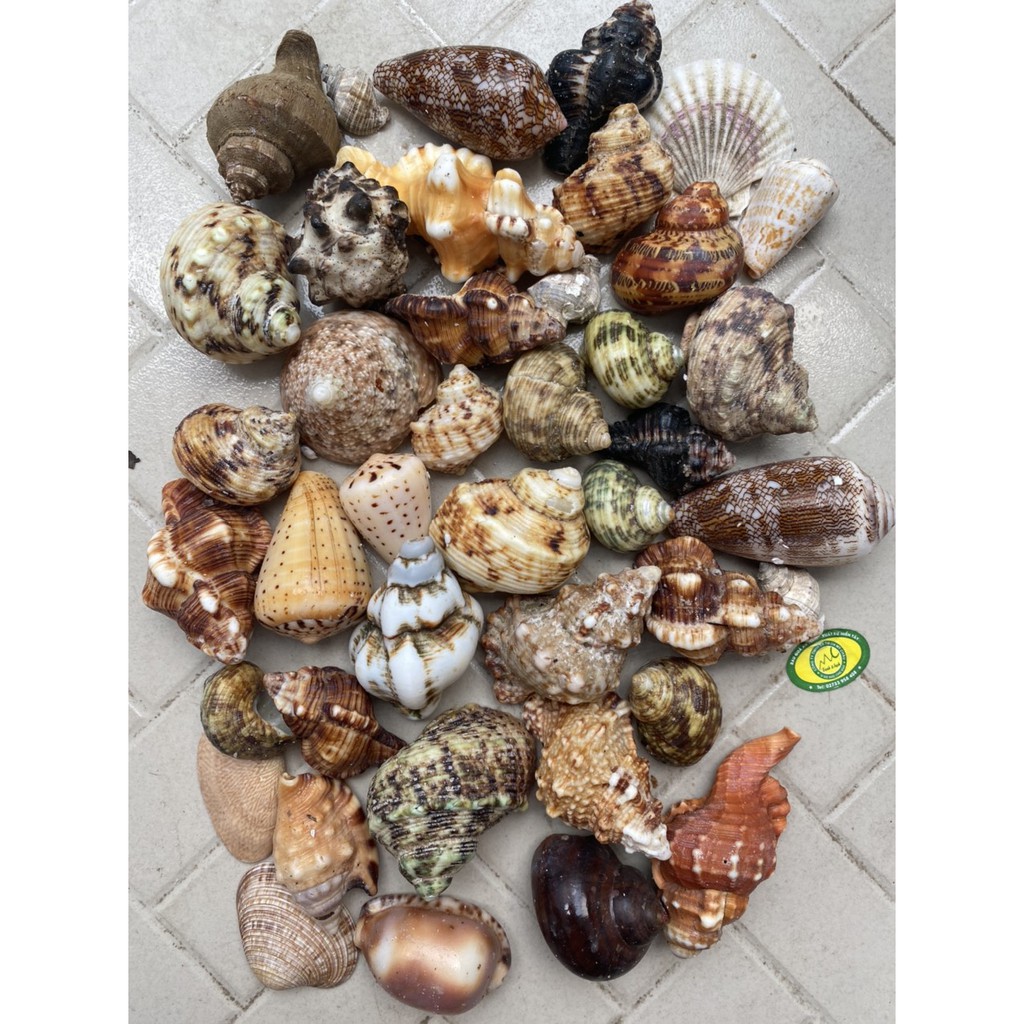 snail shell - Best Prices and Online Promos - Sept 2026 | Shopee ...