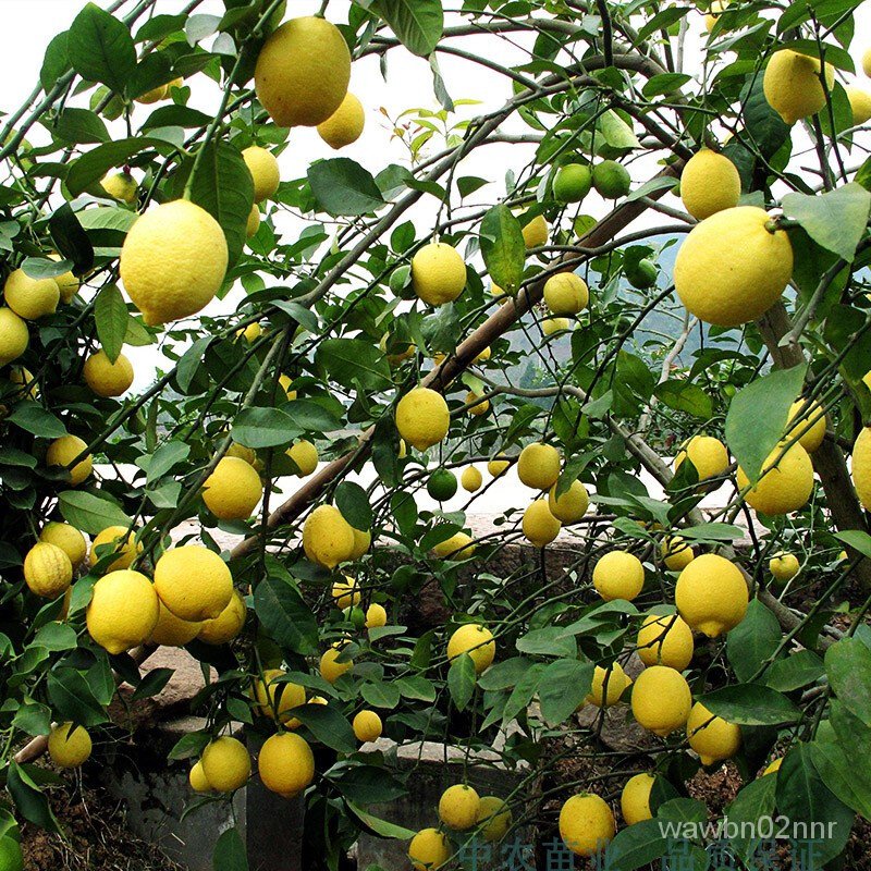 R1ss Lemon Sapling Grafting Fruit Sapling Four Seasons Seedless Lemon ...