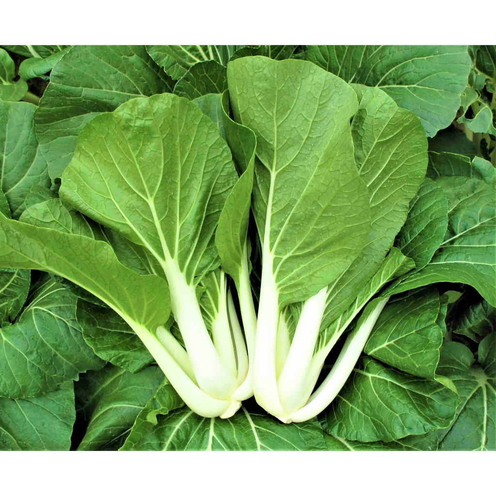 VEGETABLES collection high germination OKRA SITAW PECHAY AMPALAYA