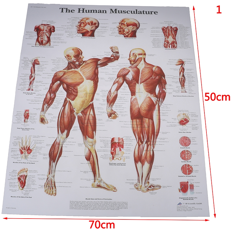 [icebc] Human Anatomy Muscles System Poster Print Body Map Silk Painting Wall Pictures Shopee