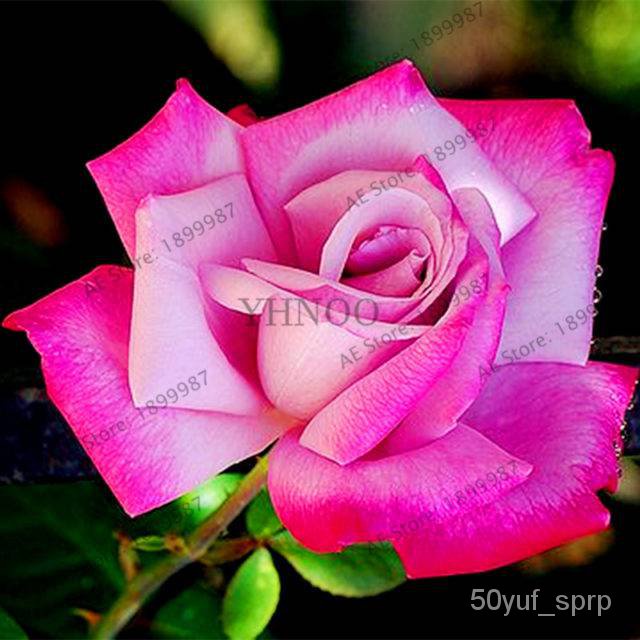 flower seeds/Garden Gardening Plant Rose Seeds10pcsFresh Rare Rose Seed ...