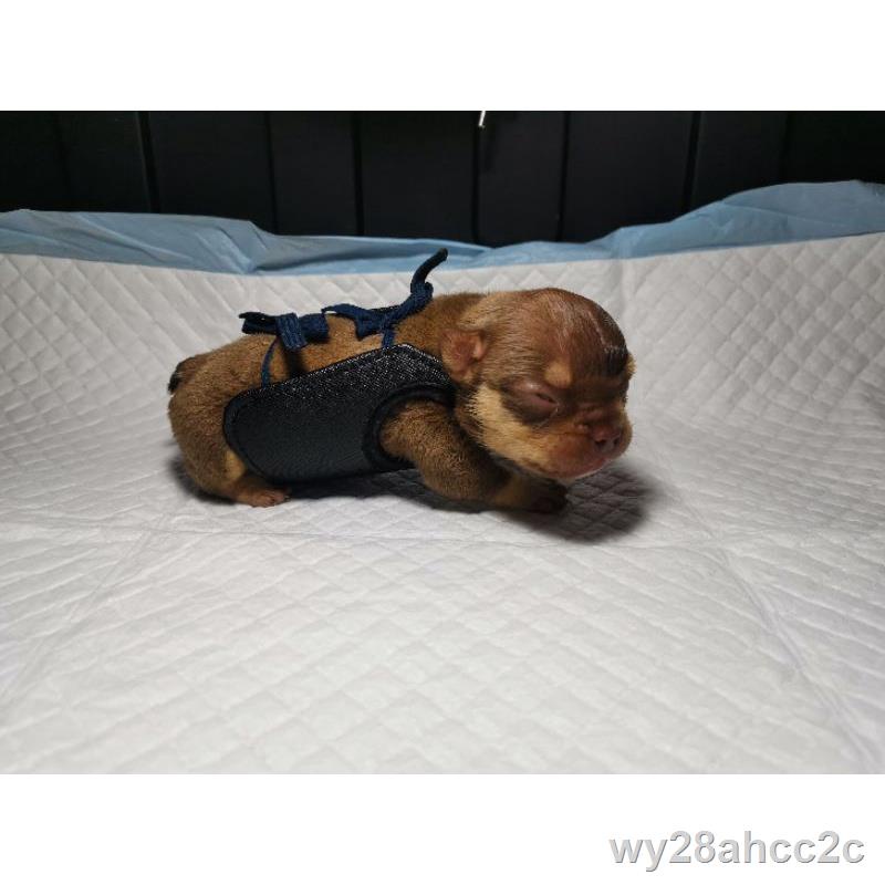 Swimmer puppy outlet harness