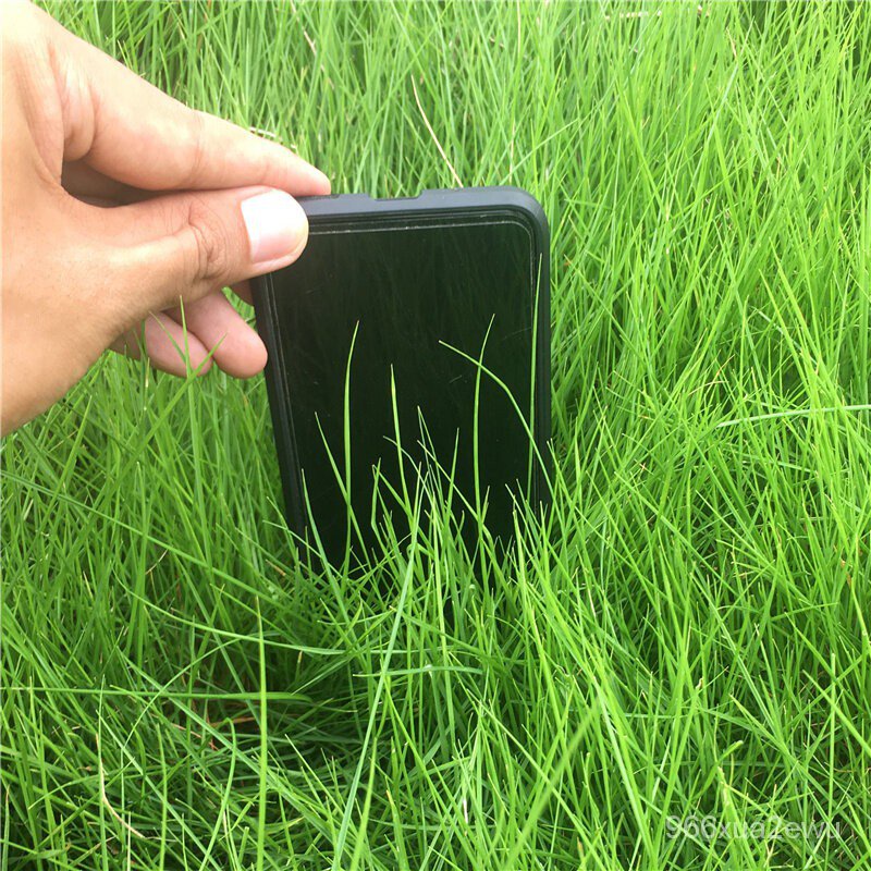 Mixed Seeds High Quality 200Pcs Lawn Seeds For Sale Tall Fescue Green