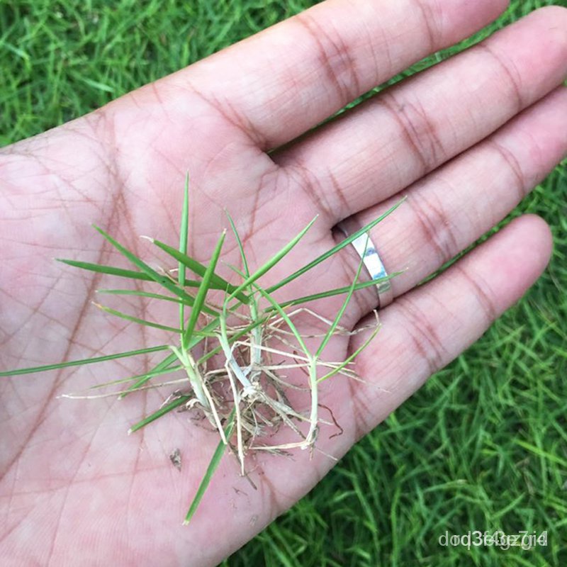 Dwarf Bermuda Grass Seeds Green Evergreen Lawn Grass Seeds DroughtResistant TrampleResistant