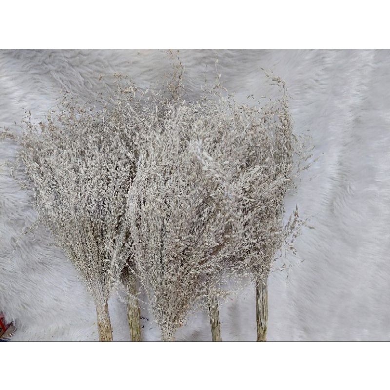 Dried Misty Grass local sold per bundle | Shopee Philippines