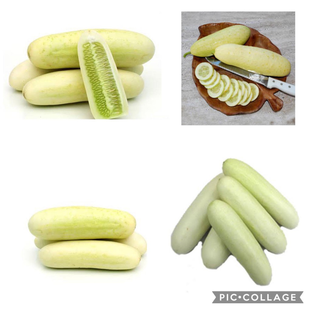 White Cucumber 3grams Batangas - Pipino Hybrid Vegetables seeds herbs ...