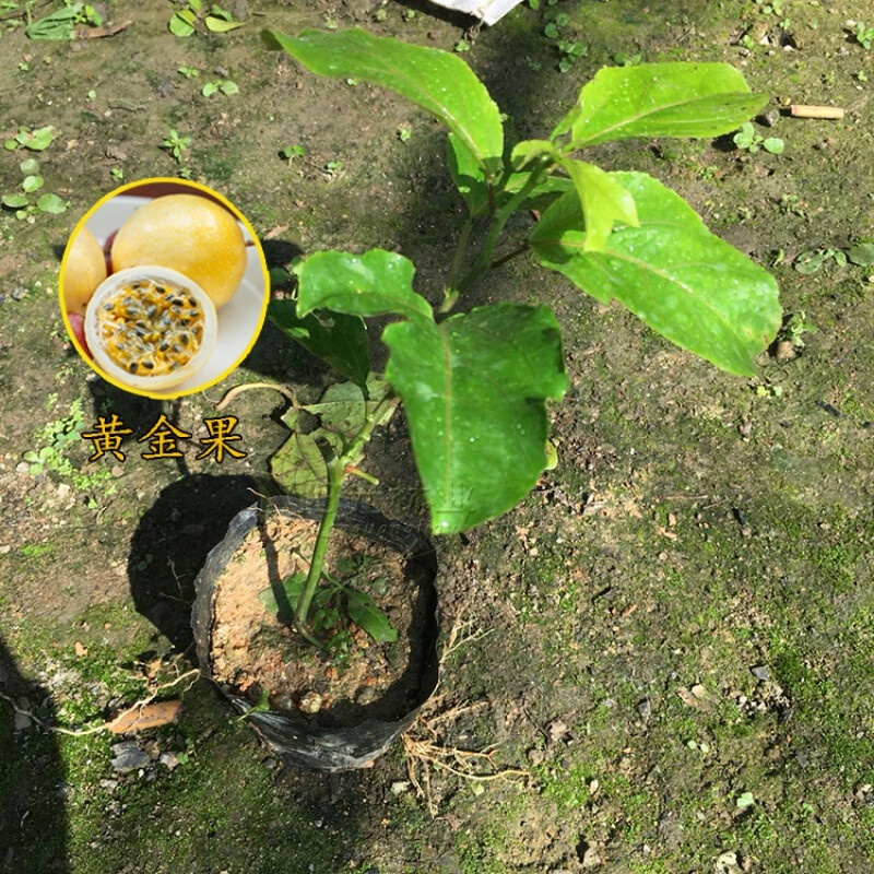 Guangdong fruit seedlings passion fruit seedlings climbing rattan