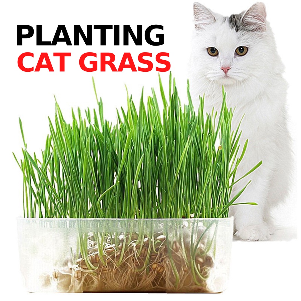 Planting Catnip Suit Organic Natural Cat Grass Seed with Container Shopee Philippines